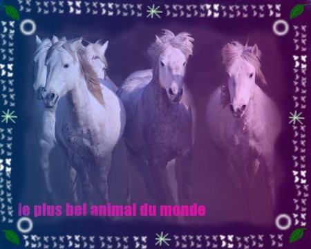 LE PLUS BEL ANIMAL DU MONDE